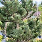 Borovica čierna (Pinus nigra) ´OREGON GREEN´ – výška: 270-300 cm, kont. C110L